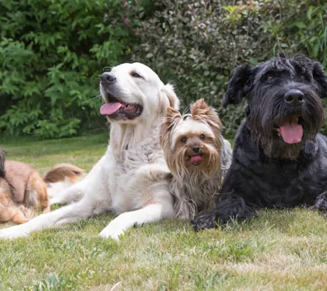 Four Dogs Sitting Together Outside Four Dogs Sitting Together Outside