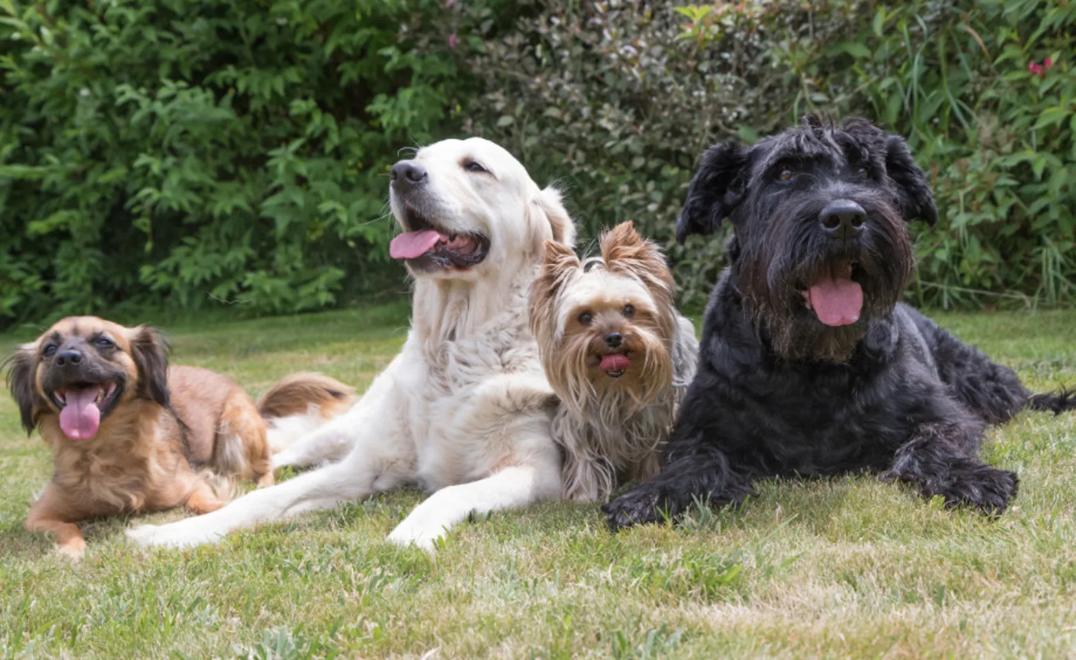 Four Dogs Sitting Together Outside