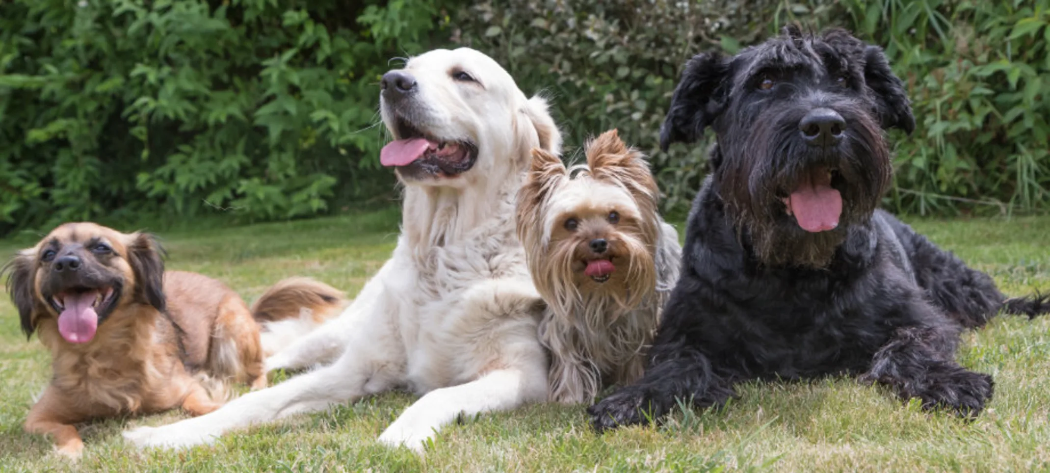 Four Dogs Sitting Together Outside Four Dogs Sitting Together Outside