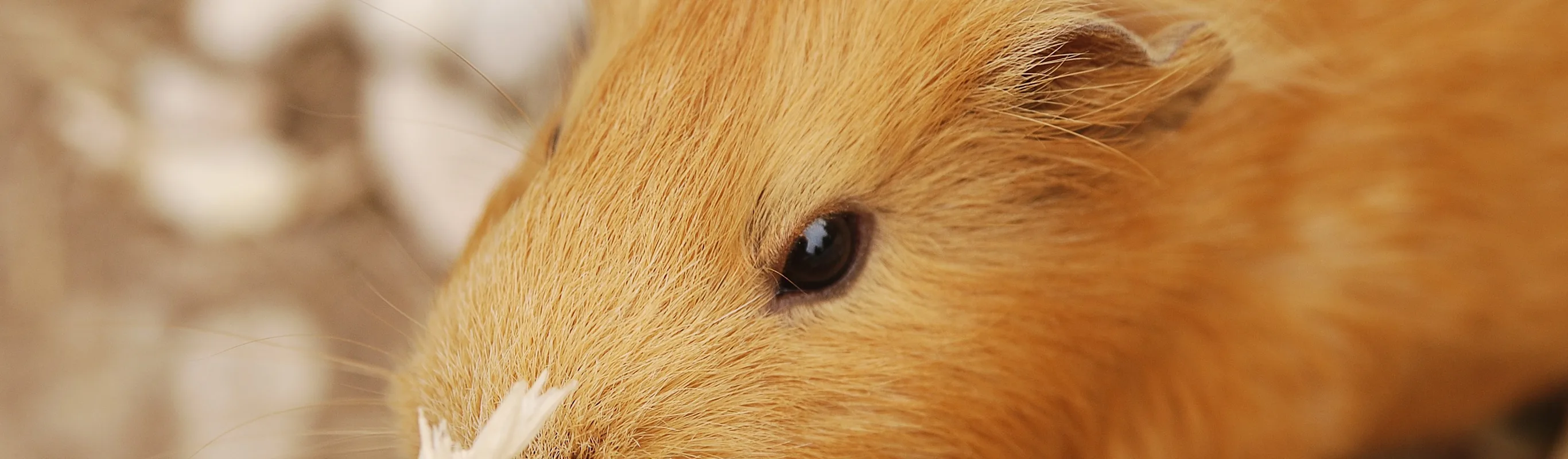 Guinea Pig Guinea Pig
