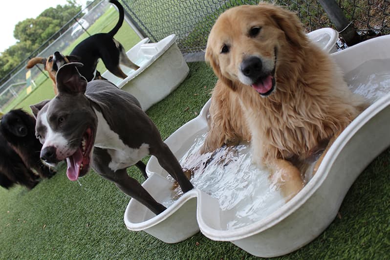 Dogs resting together in a paw shaped tub of water