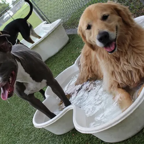 Dogs resting together in a paw shaped tub of water