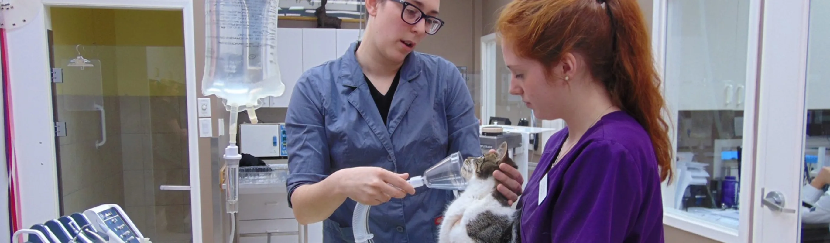 Staff using anesthesia on cat Staff using anesthesia on cat