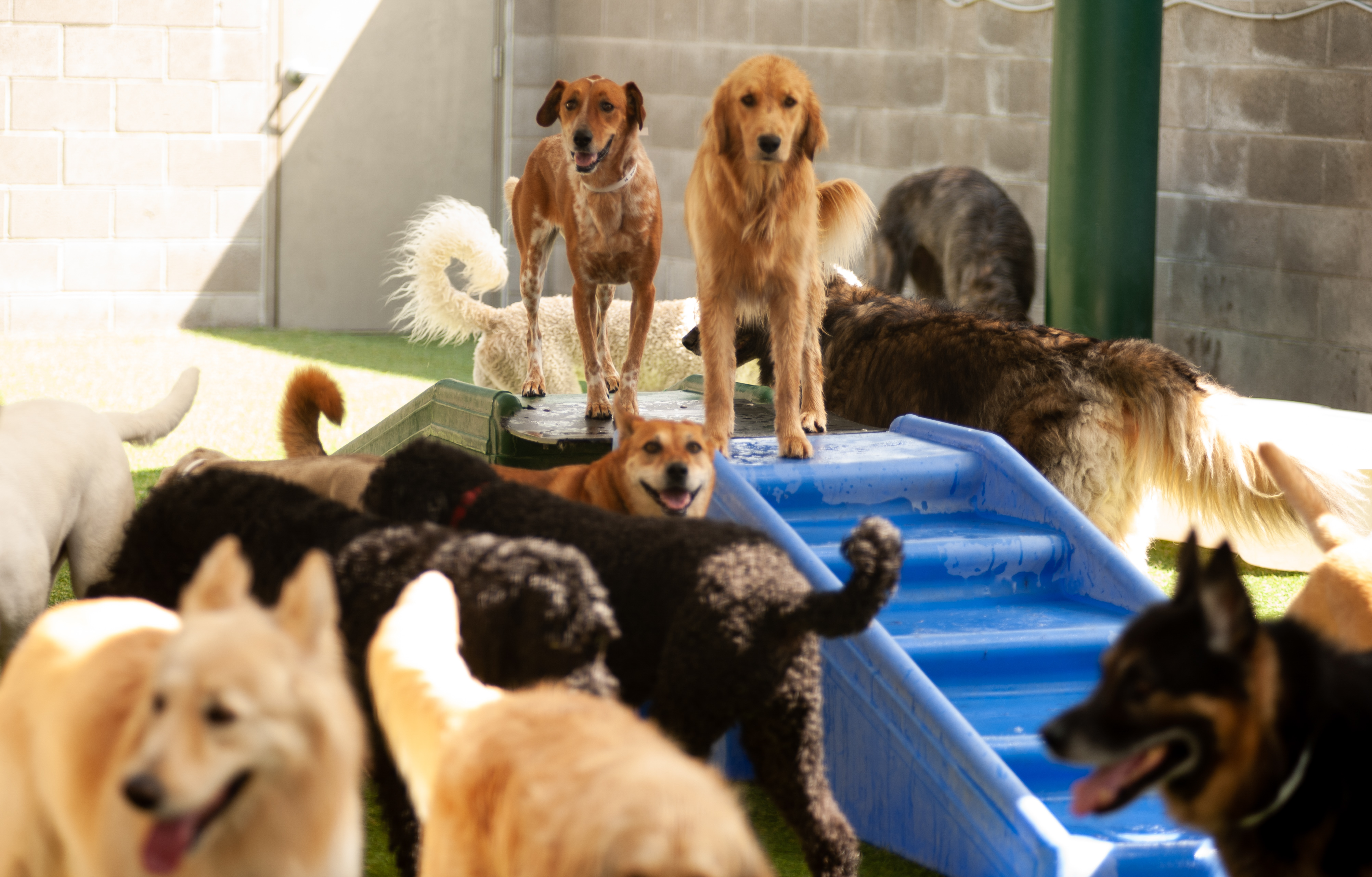 Dogs playing on playground