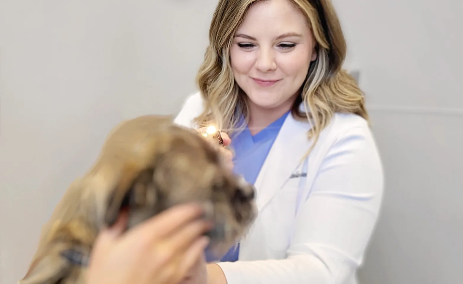 Dr. Quantz examining a dog's eyes