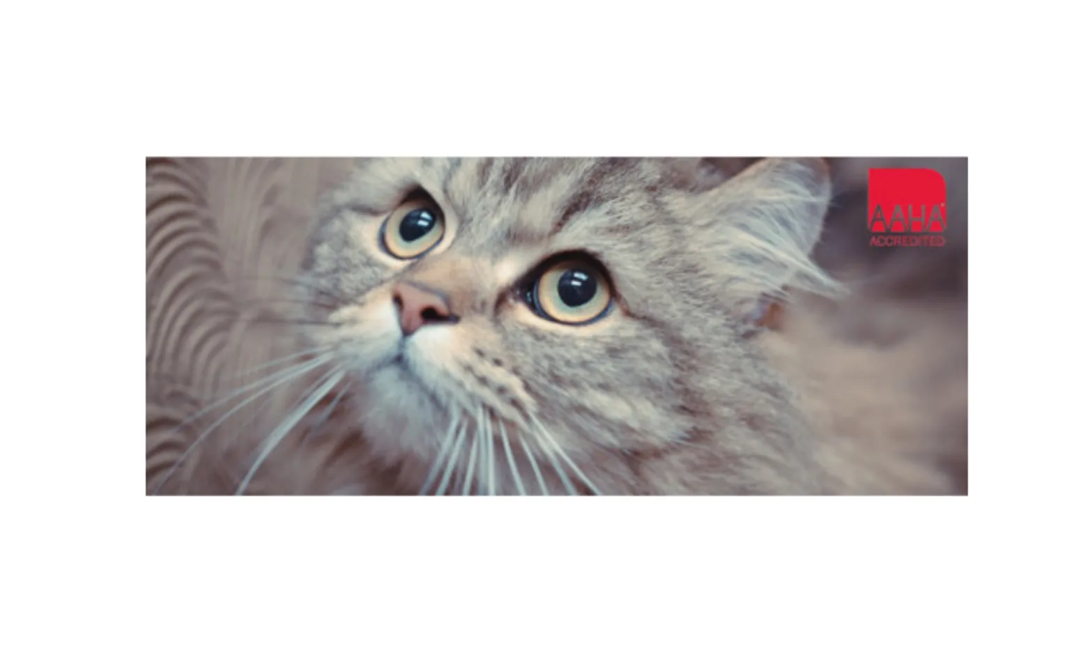 A gray cat with AAHA logo A gray cat with AAHA logo