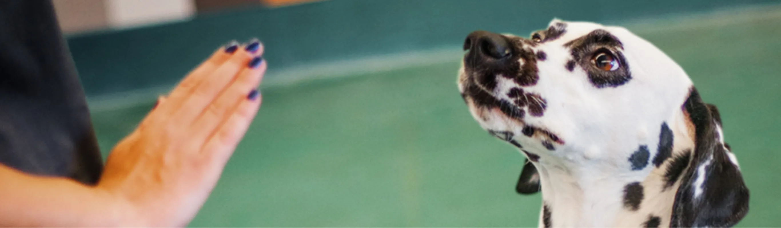 A Dalmatian (Dog) Being Trained at Pooch Hotel A Dalmatian (Dog) Being Trained at Pooch Hotel