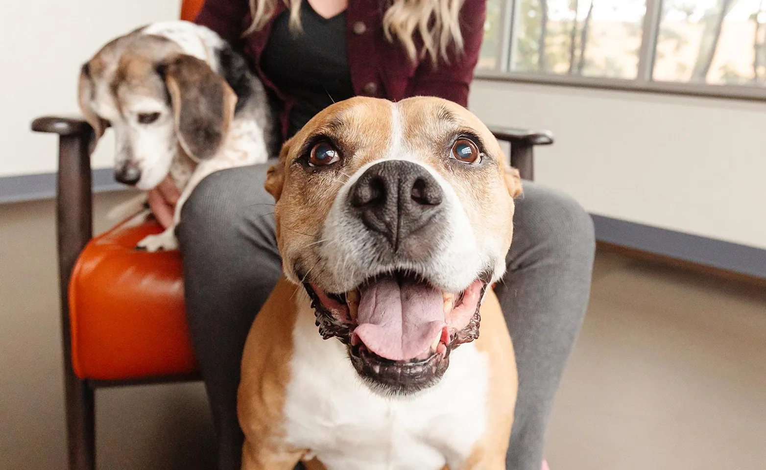 Woman sitting with two dogs Woman sitting with two dogs