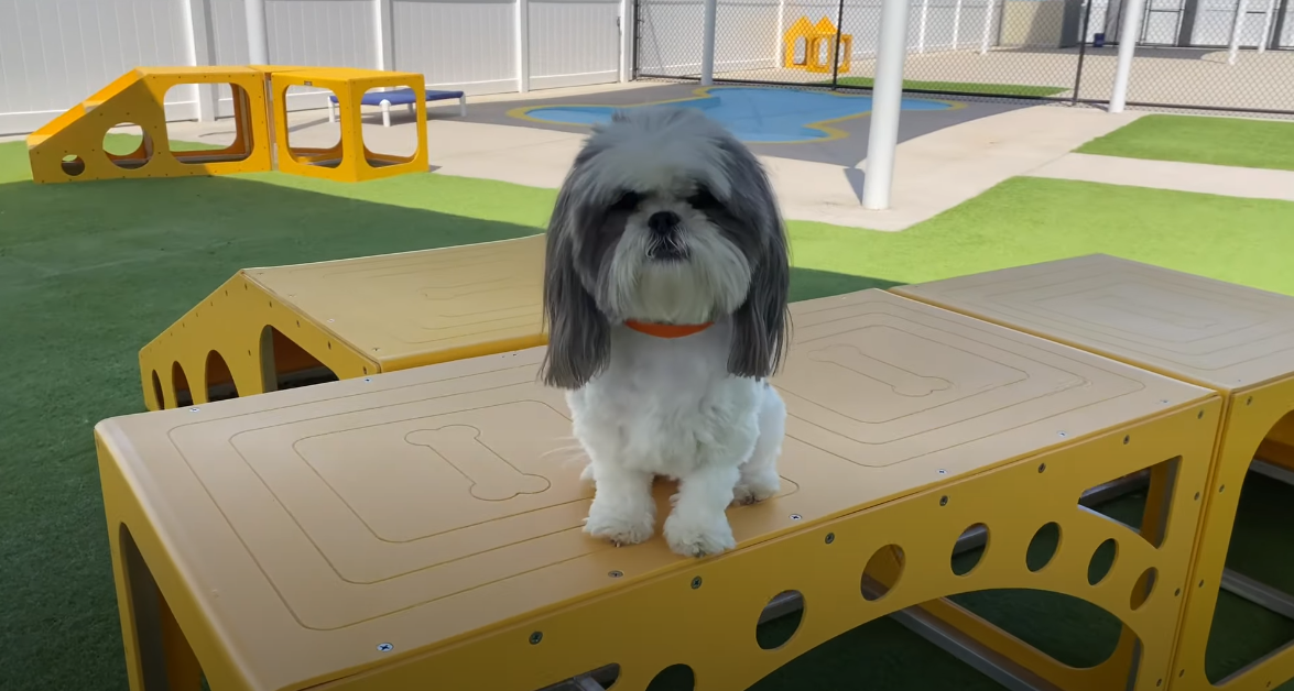 Homepage PetSuites Chesapeake