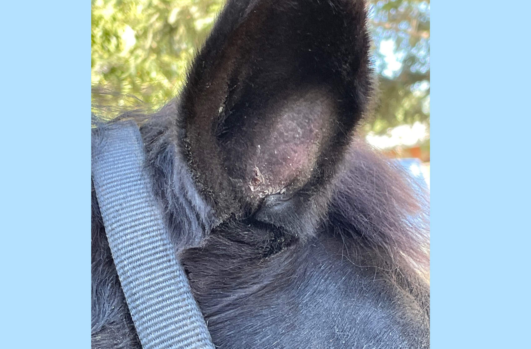 A cyst in a horse's ear