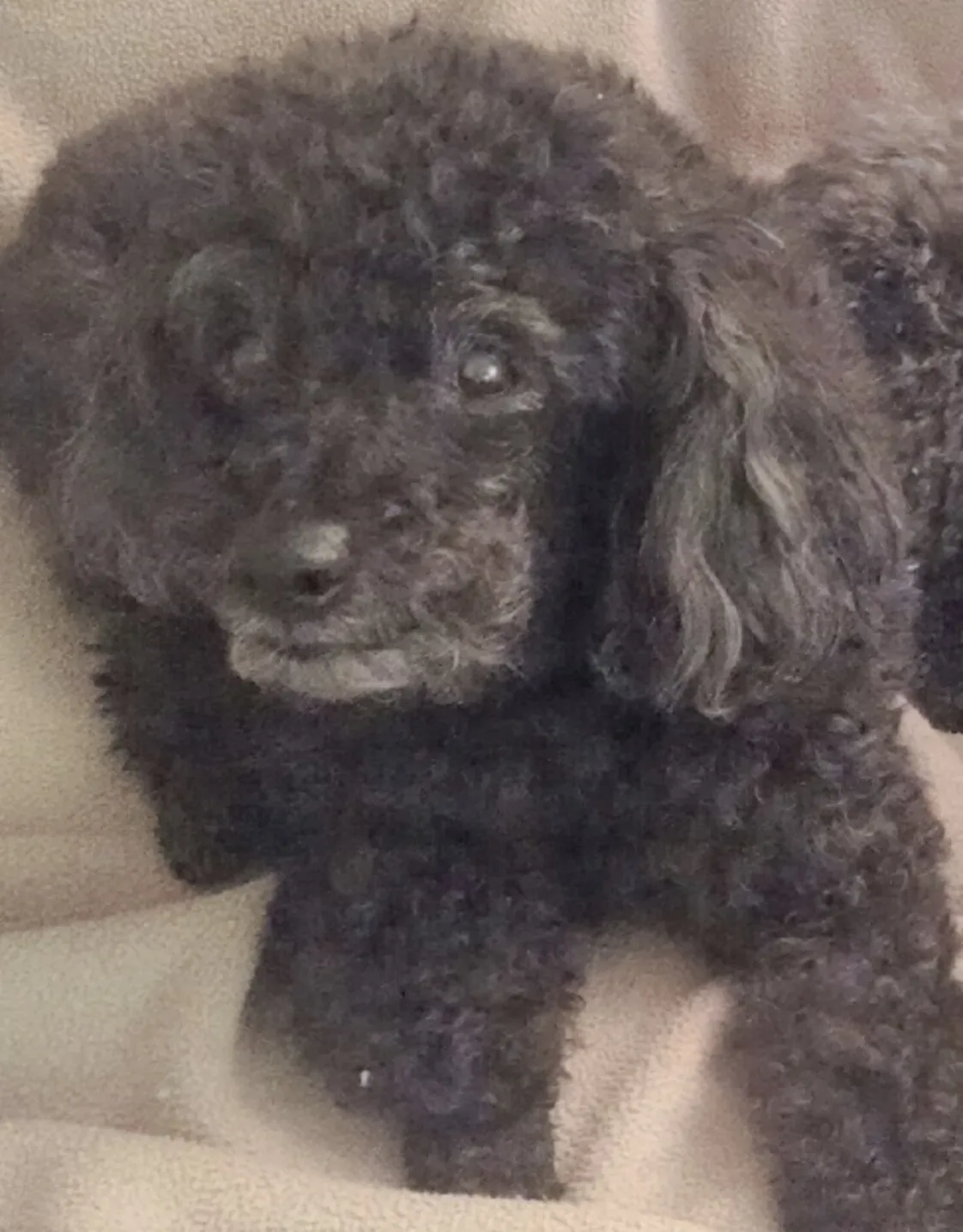 Bailey Boaz Bailey Boaz