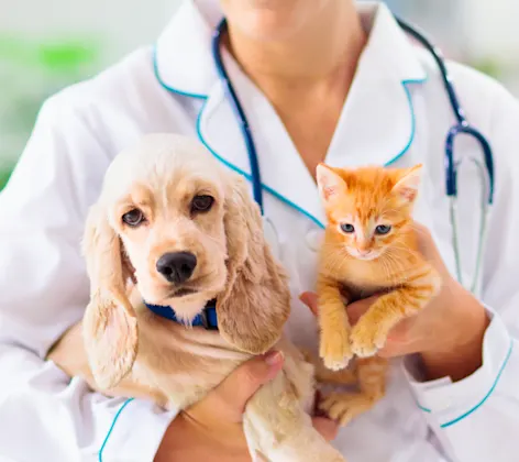 Puppy and kitten being held by doctor on table