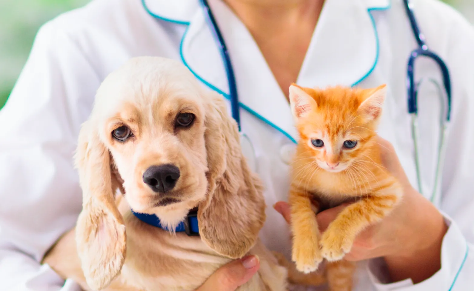 Puppy and kitten being held by doctor on table