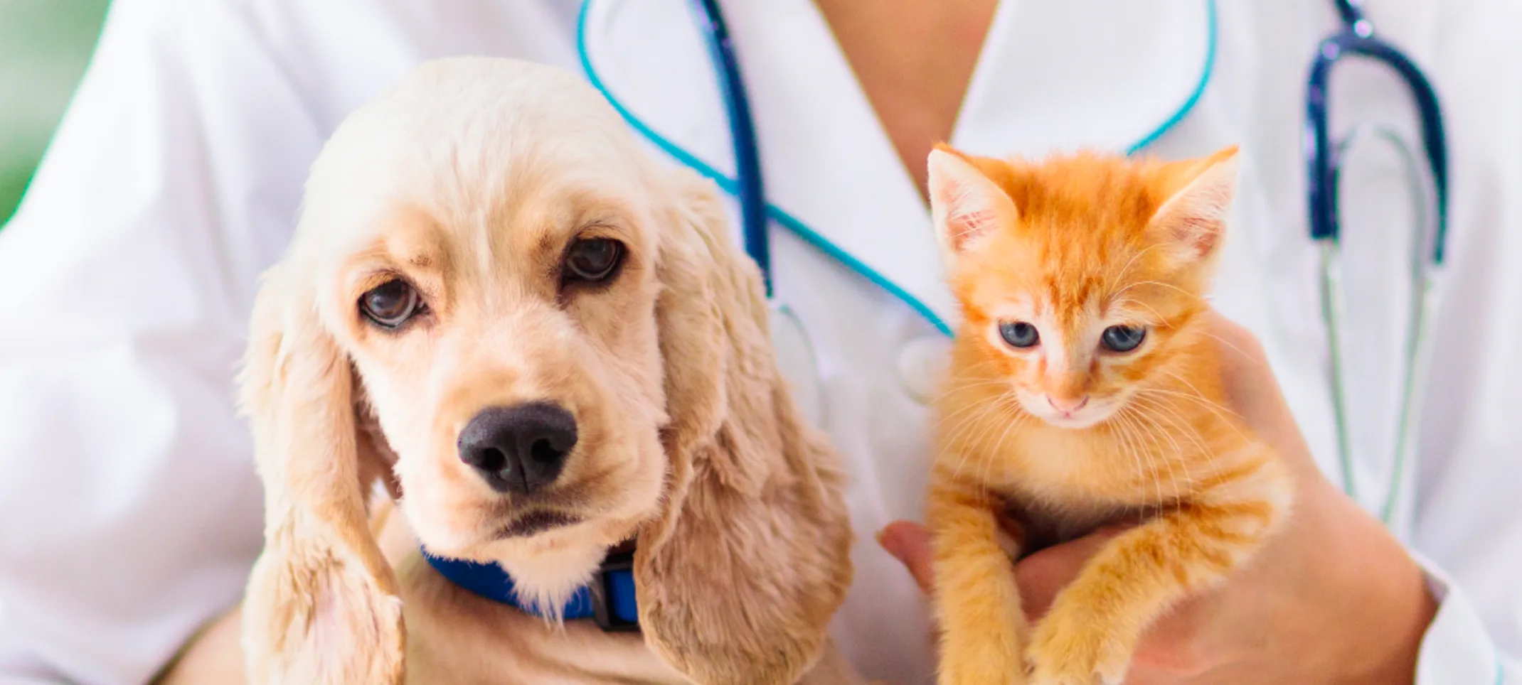 Puppy and kitten being held by doctor on table