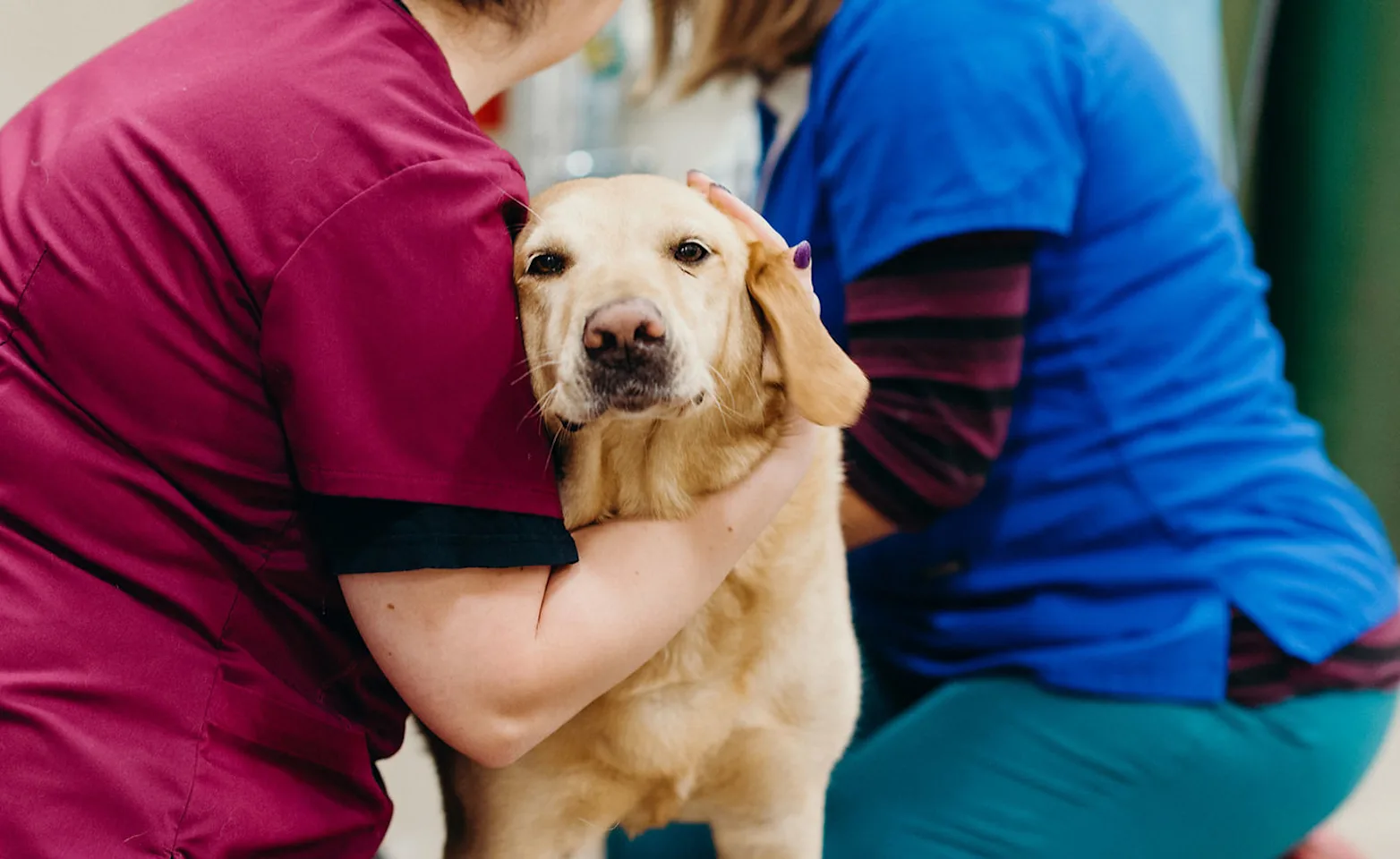 Two people holding a dog at Abbott Valley Veterinary Center Two people holding a dog at Abbott Valley Veterinary Center