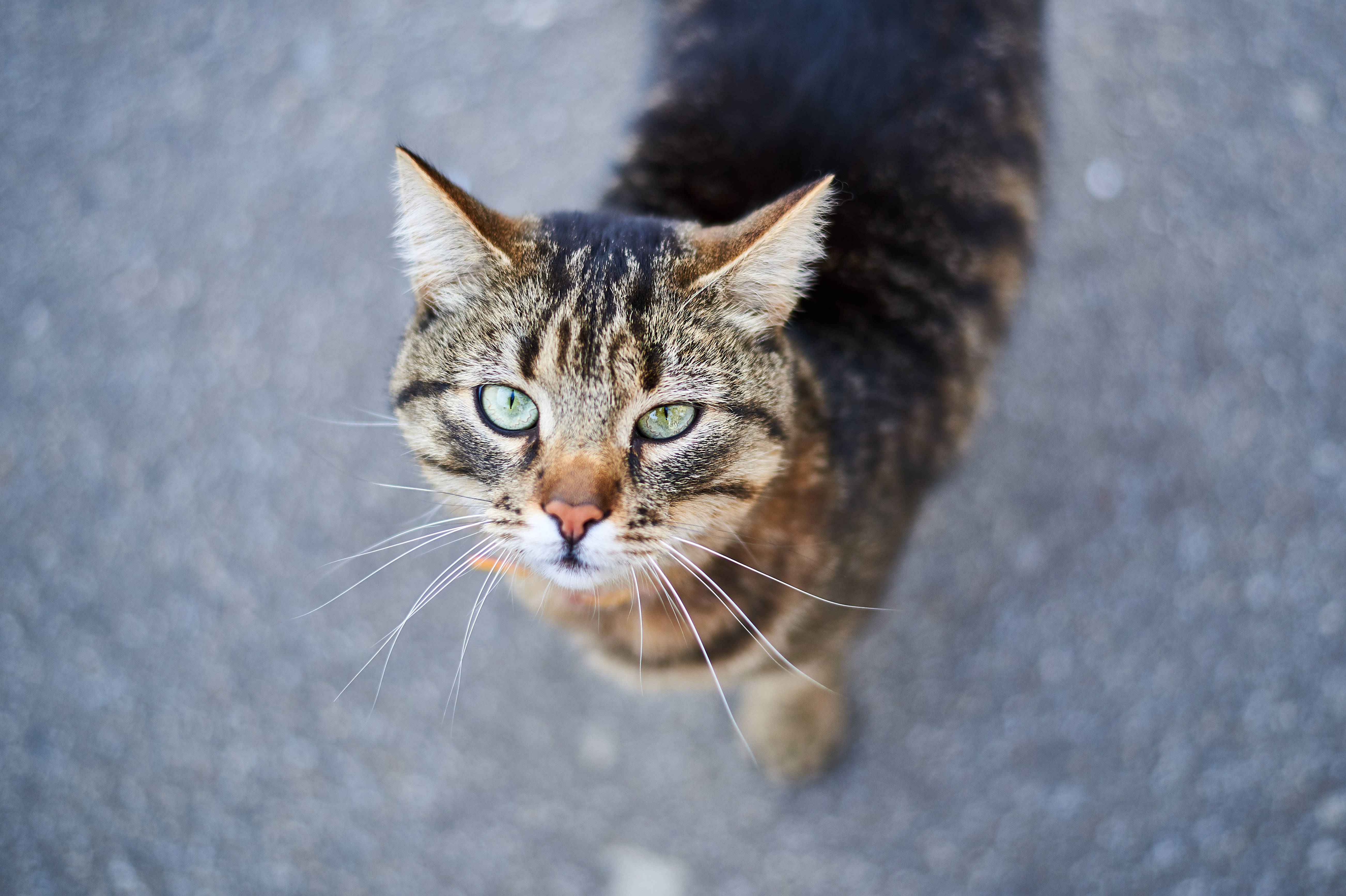 Saint Leonard Vets on X: On a scale of 1-9 which #cat photo best sums up  your mood today? 😺 #cats #feline #catlife #catslife #kitty #meow  #catscatscats  / X