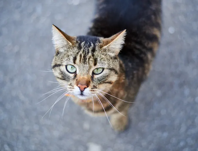 close up of a cat looking up 