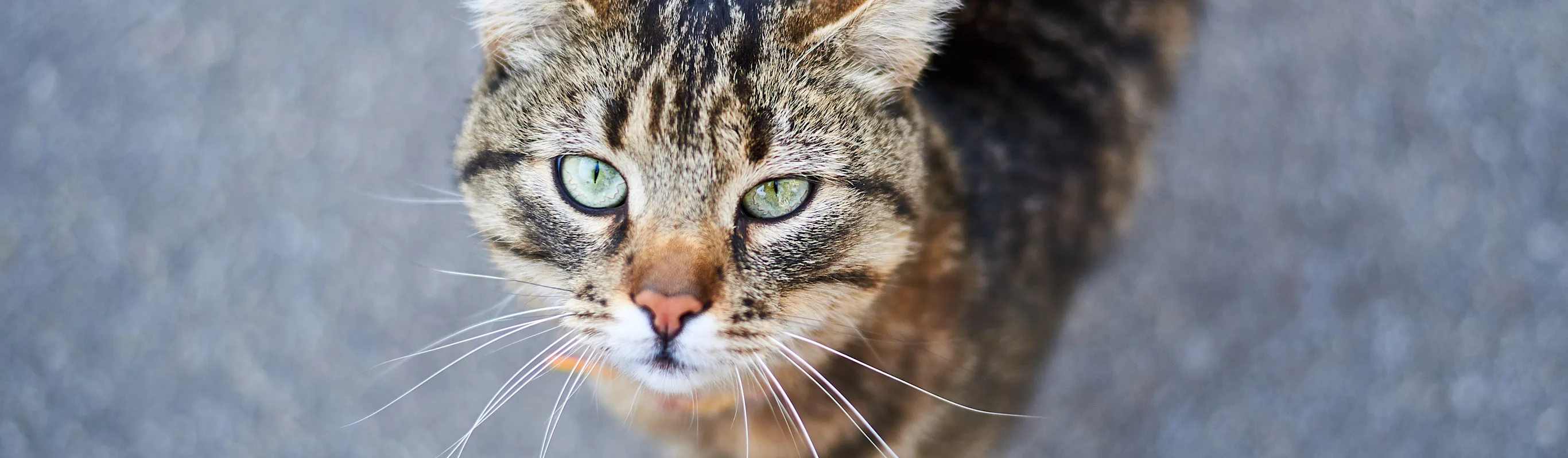 close up of a cat looking up close up of a cat looking up