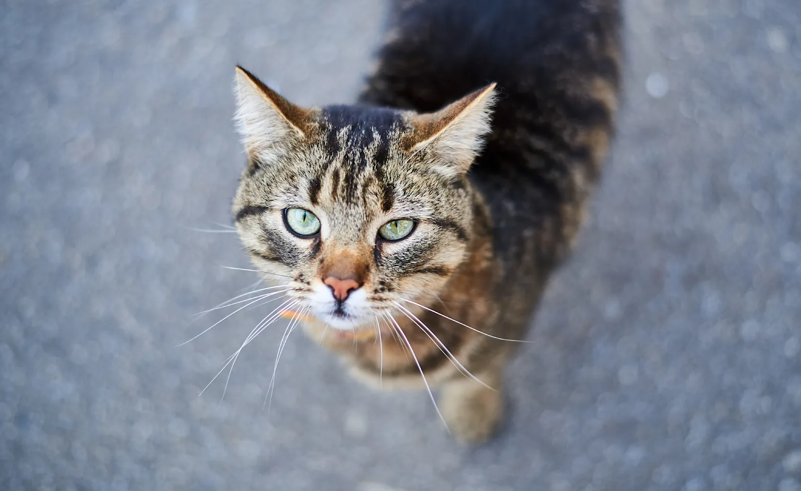 close up of a cat looking up 