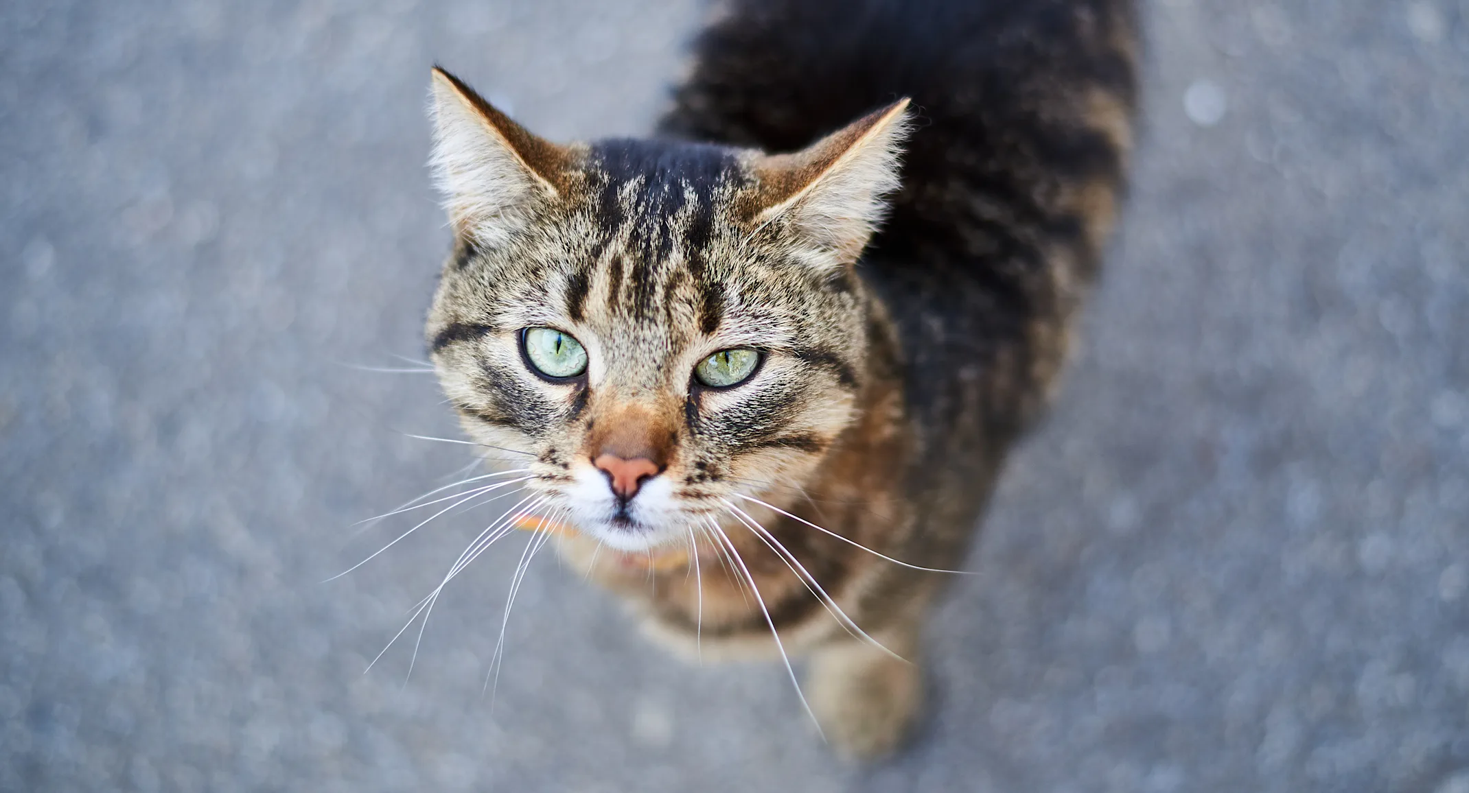 close up of a cat looking up 