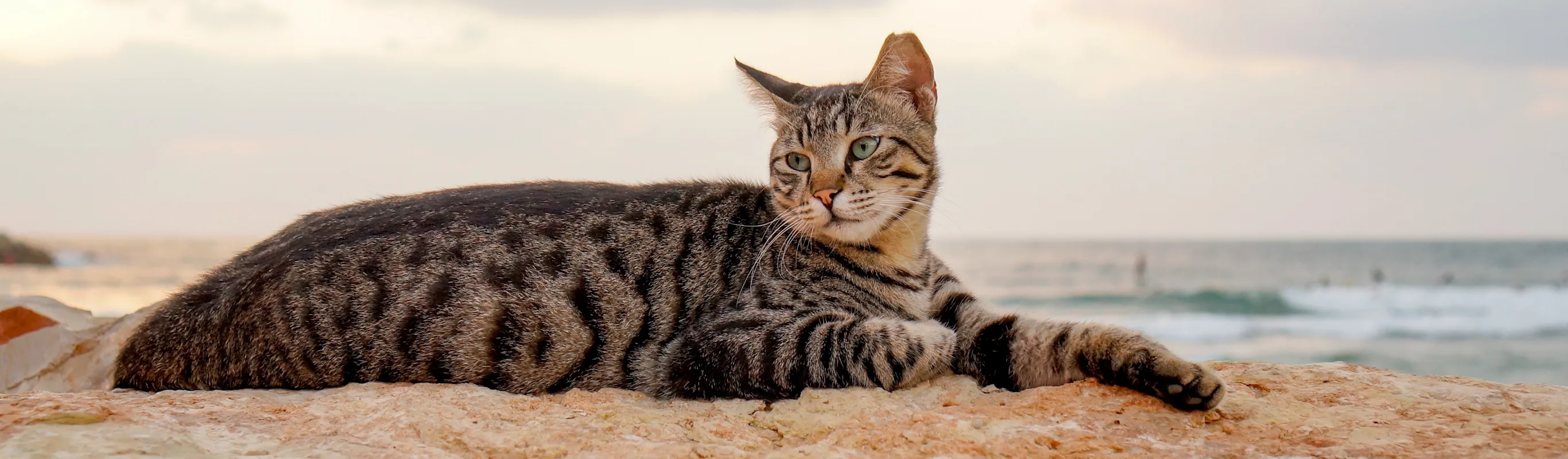 Cat laying on a rock with the ocean in the background