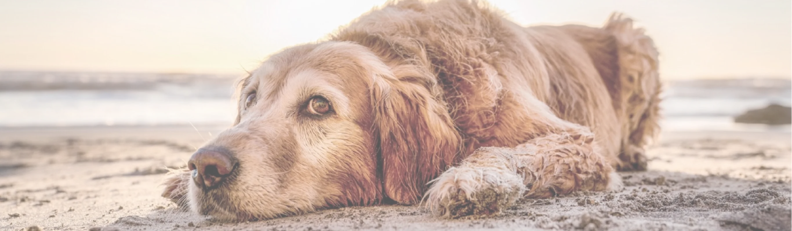 Dog laying in the sand Dog laying in the sand