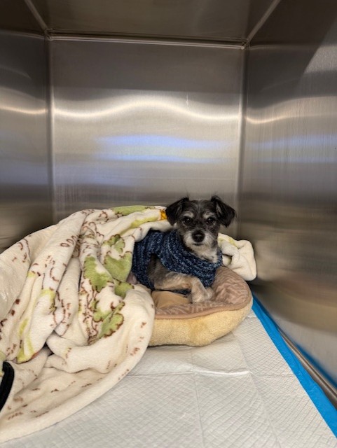 Small black and brown dog laying in cozy kennel
