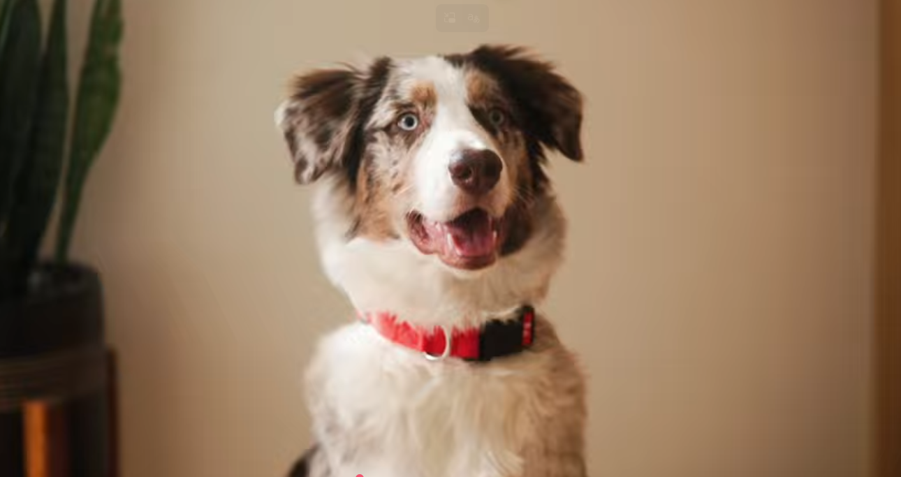 Dog with a red collar sitting against a brown backdrop.