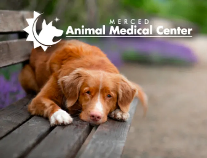 Merced Animal Medical Center Logo with a dog on a park bench Merced Animal Medical Center Logo with a dog on a park bench