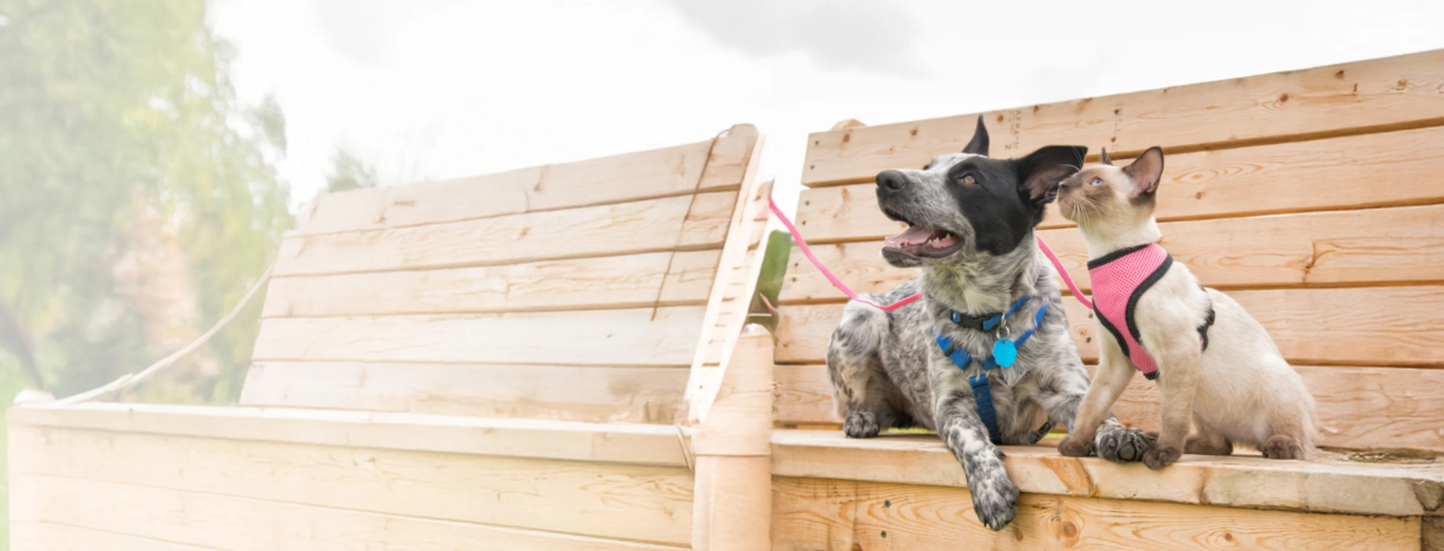 A small dog and cat sitting on a wooden park bench A small dog and cat sitting on a wooden park bench