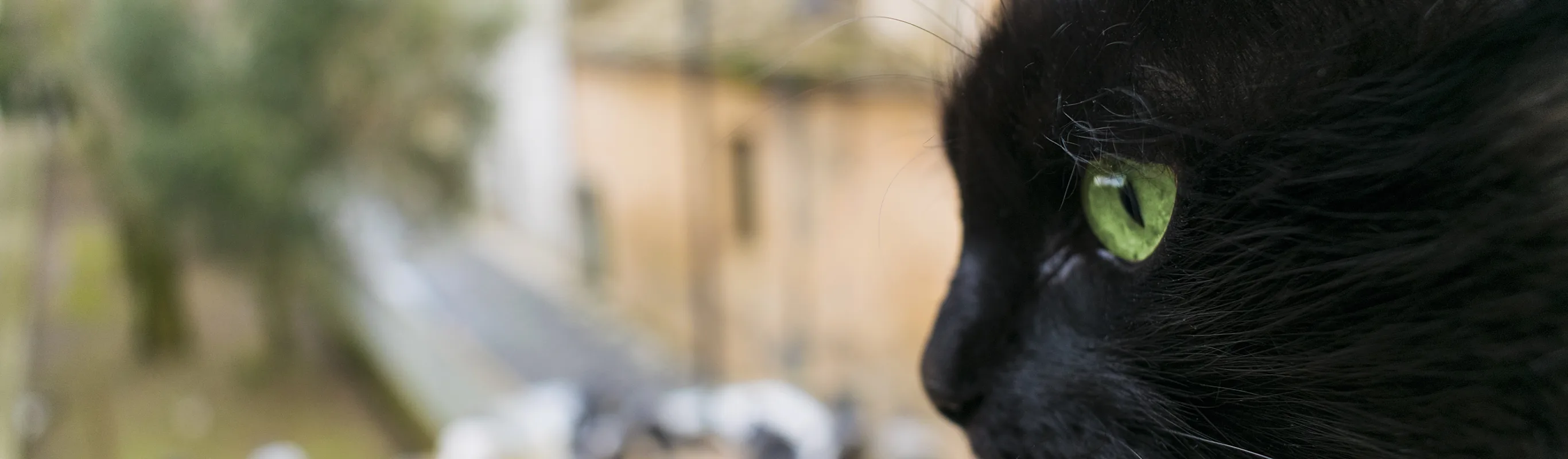 A black cat with a blurry background