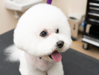 White fluffy dog that has been freshly groomed.