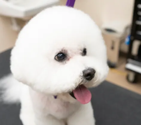 White fluffy dog that has been freshly groomed.