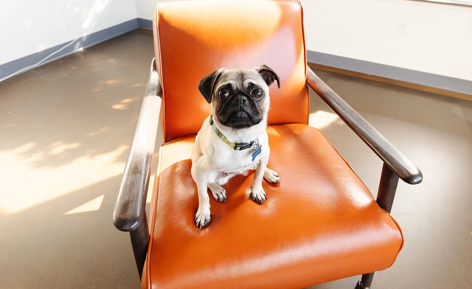 Pug with a collar sitting on an orange chair Pug with a collar sitting on an orange chair