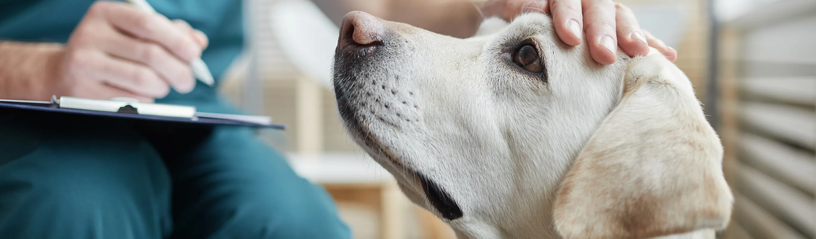 Veterinarian petting a dog while writing in their clipboard Veterinarian petting a dog while writing in their clipboard
