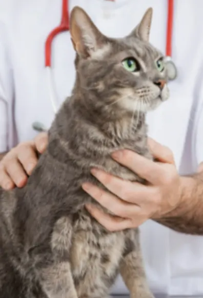 Gray Cat Looking Right with Veterinarian