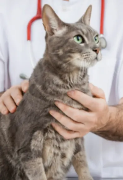 Gray Cat Looking Right with Veterinarian Gray Cat Looking Right with Veterinarian