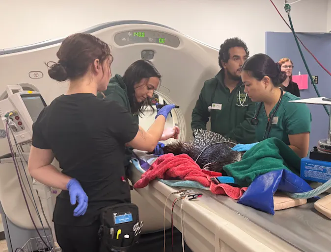 Porcupine care Porcupine care