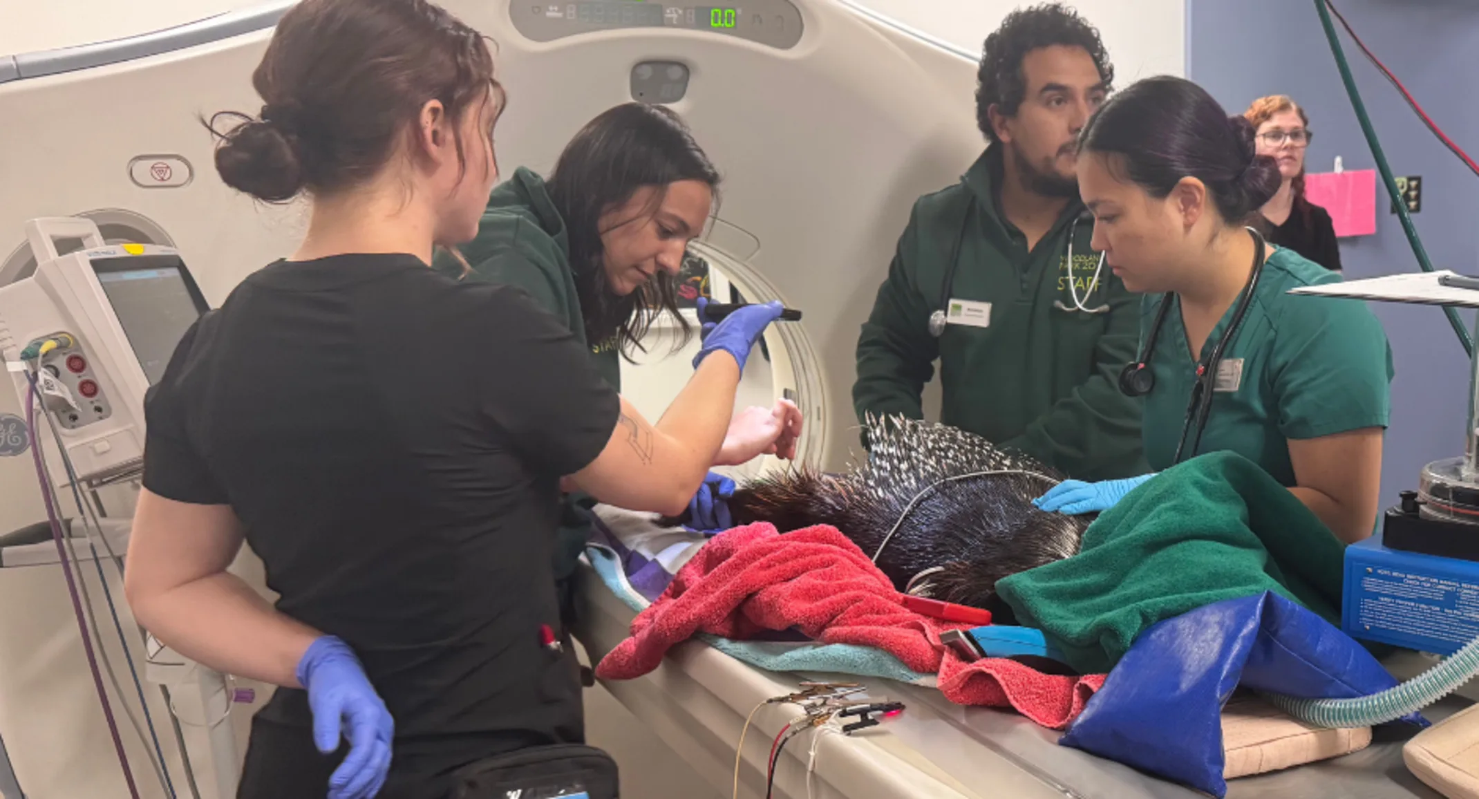 Porcupine care Porcupine care