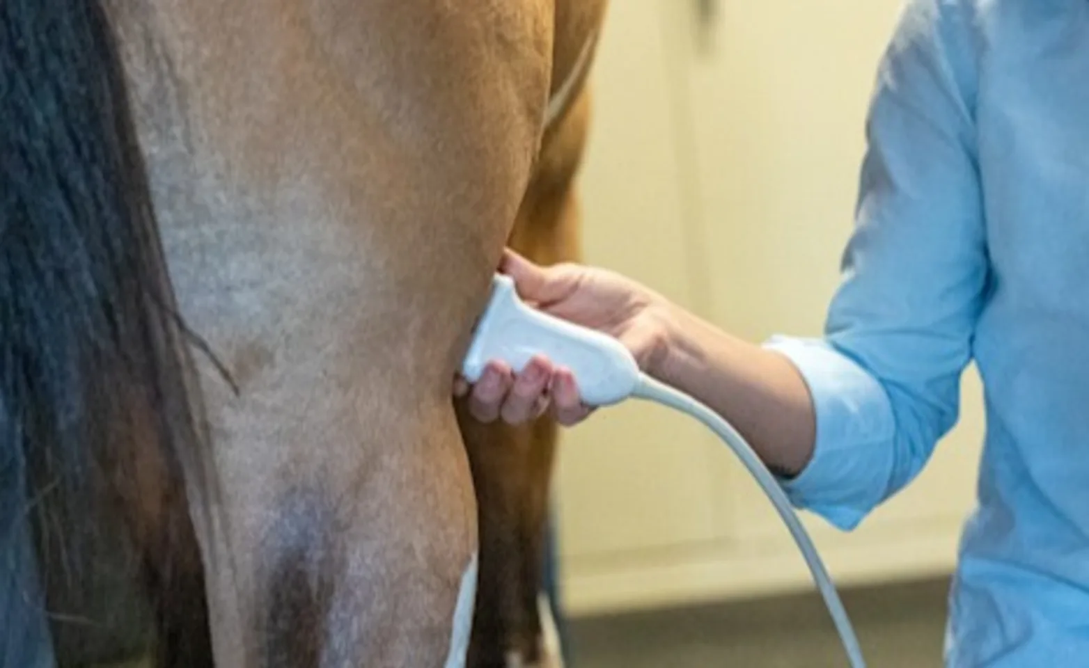 Horse receiving ultrasound Horse receiving ultrasound
