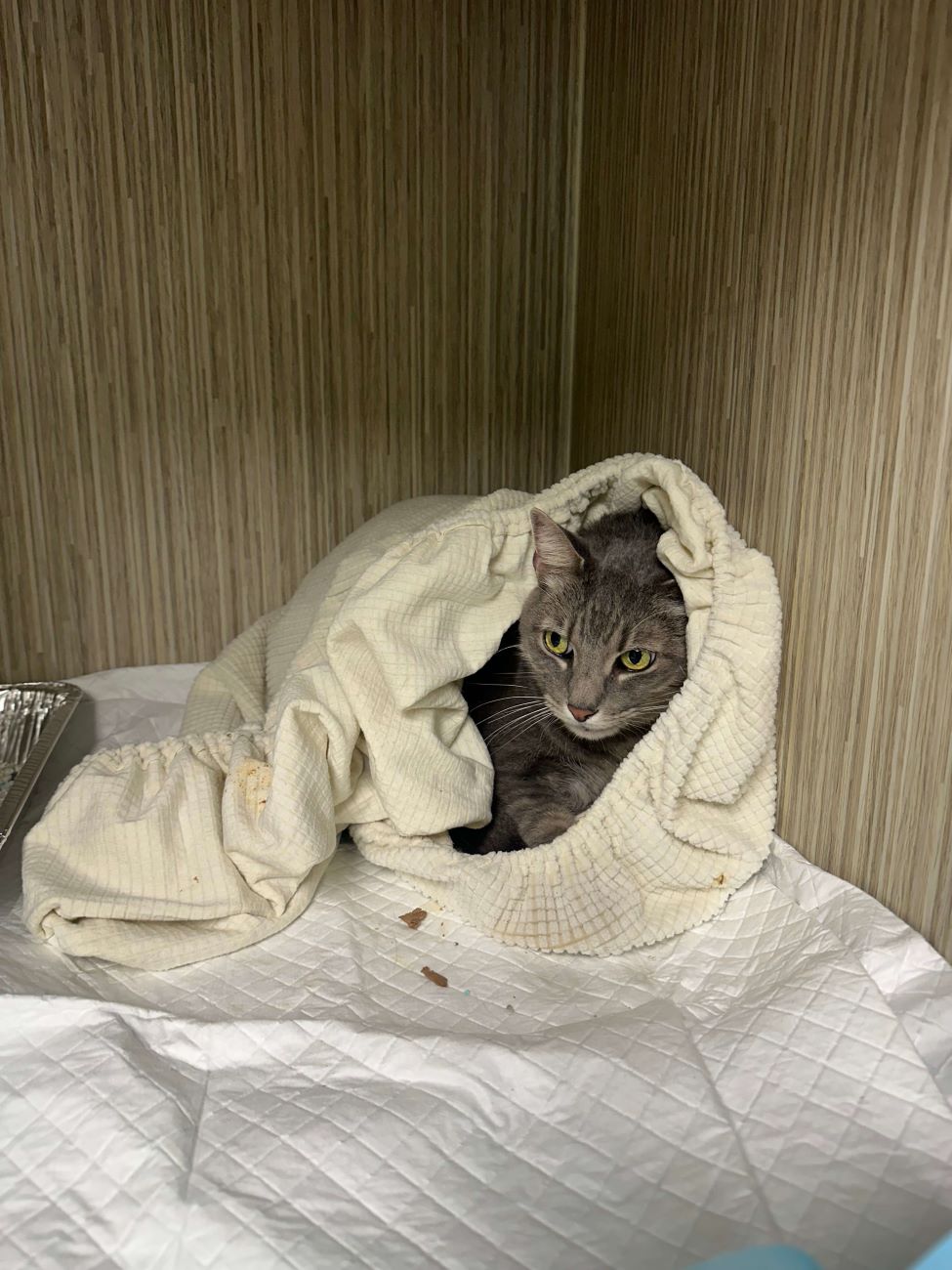  Cat Wrapped in Towel