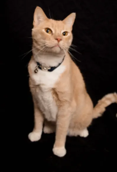 A photo of an orange shorthaired cat