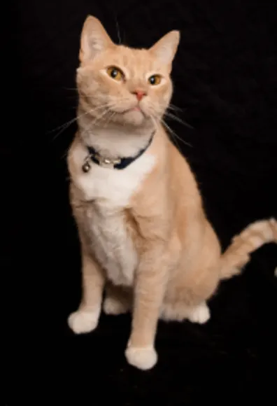 A photo of an orange shorthaired cat A photo of an orange shorthaired cat