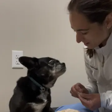 Veterinarian perfoming acupuncture on a dog Veterinarian perfoming acupuncture on a dog
