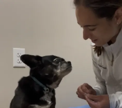 Veterinarian perfoming acupuncture on a dog Veterinarian perfoming acupuncture on a dog