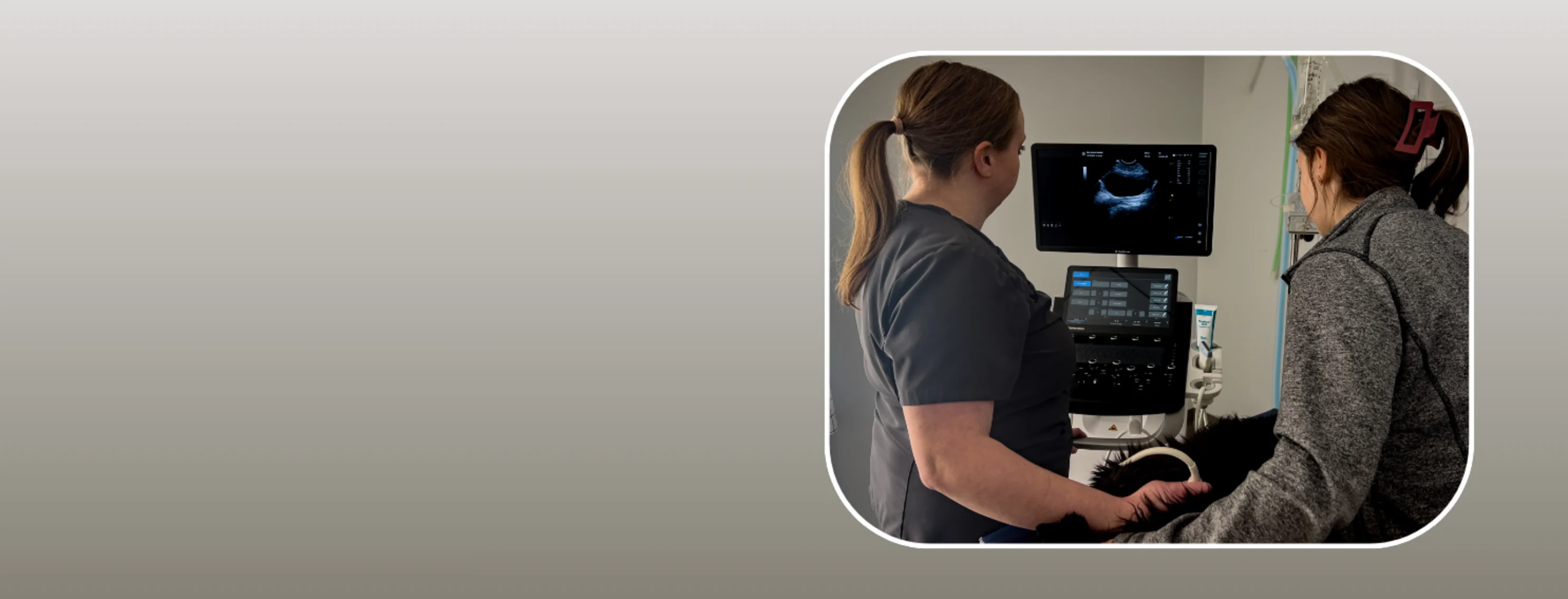 Veterinarian using ultrasound machine Veterinarian using ultrasound machine