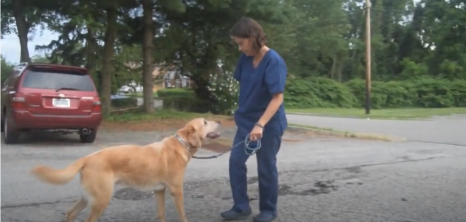 Pittsburgh Premier Veterinary Care Strength Exercises 1