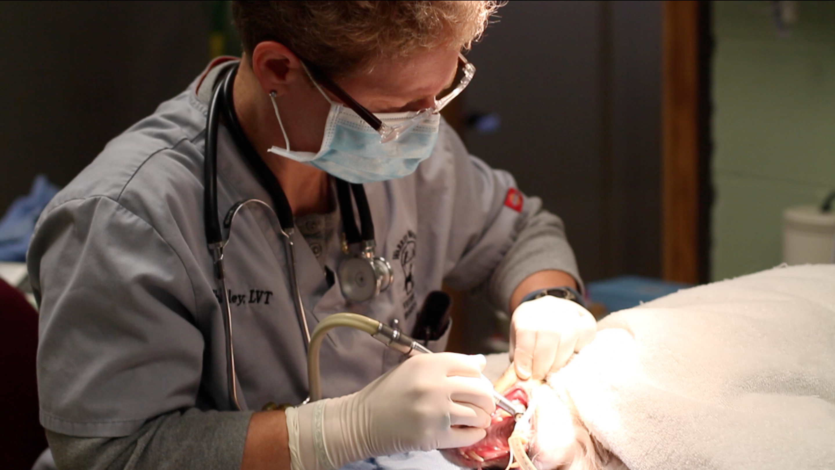 Warren Woods Veterinary Hospital Surgery in Progress