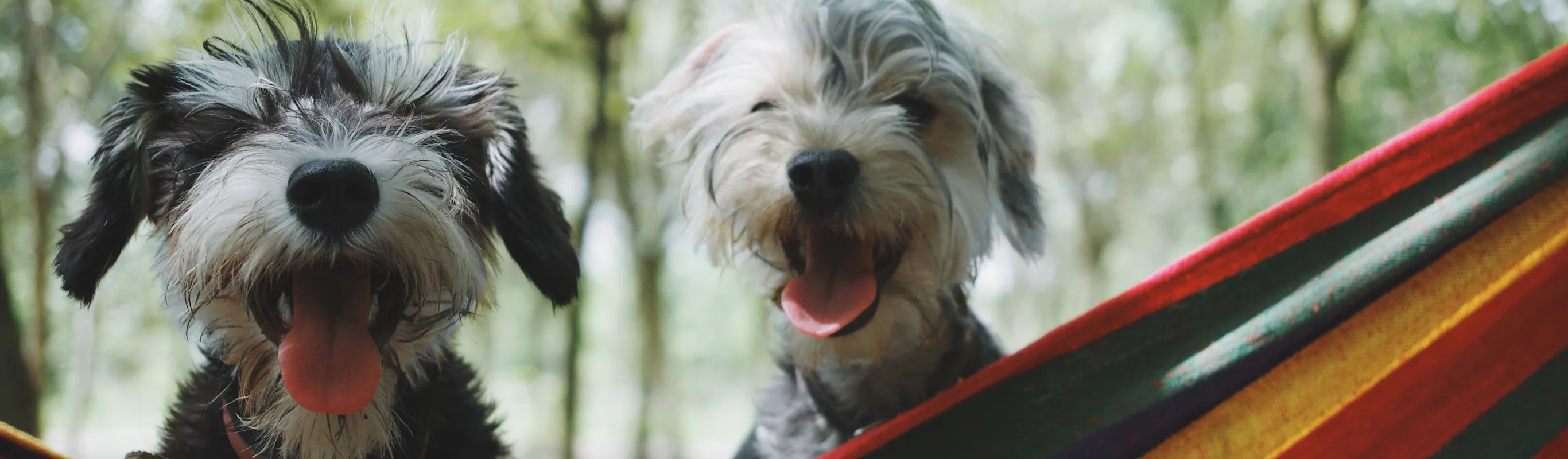 Dogs on hammock