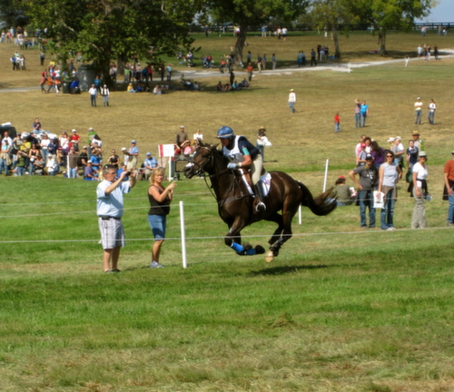 athletic horse galloping with jockey